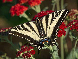 pale swallowtail graphic